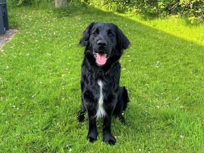 Jack | Spaniel (Cocker) Cross | Bridgend (Wales) - 3