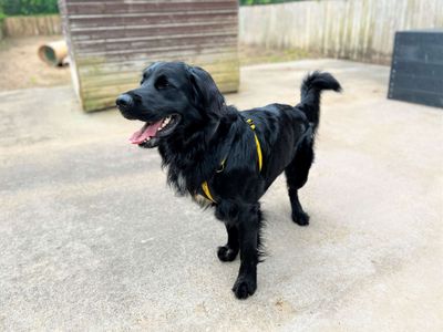 Jack | Spaniel (Cocker) Cross | Bridgend (Wales) - 5