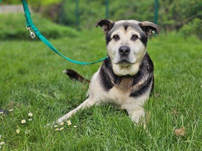 Diesel | Siberian Husky Cross | Evesham (Worcestershire) - 2