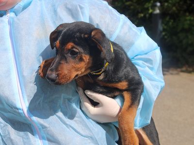 Bandit | Lurcher Cross | Merseyside (Liverpool) - 3