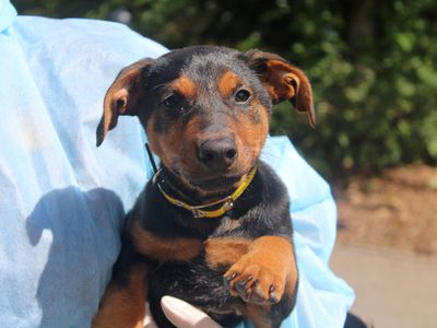 Bandit | Lurcher Cross | Merseyside (Liverpool) - 2