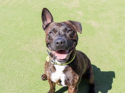 Dandy, a 4 years old male Staffordshire Bull Terrier X available for adoption from Dogs Trust in West Midlands