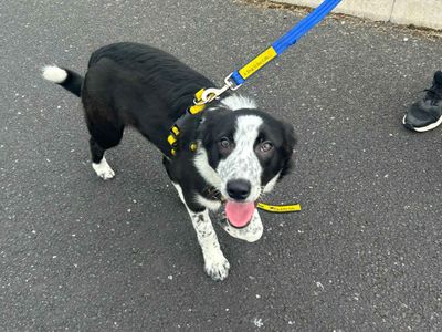 Annie | Collie (Border) | Cardiff - 3