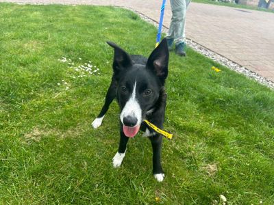 Wilma | Collie (Border) | Cardiff - 5