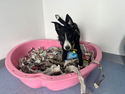 Wilma | Collie (Border) | Cardiff - 3