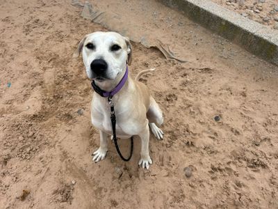 Sandy | Retriever (Labrador) Cross | Cardiff - 3