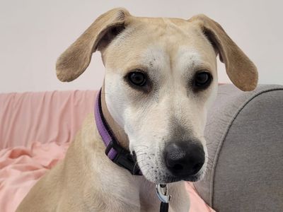 Sandy | Retriever (Labrador) Cross | Cardiff - 5