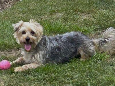Winnie | Terrier (Yorkshire) Cross | Basildon (Essex) - 3