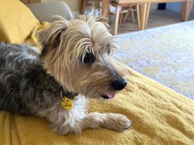 Winnie | Terrier (Yorkshire) Cross | Basildon (Essex) - 2