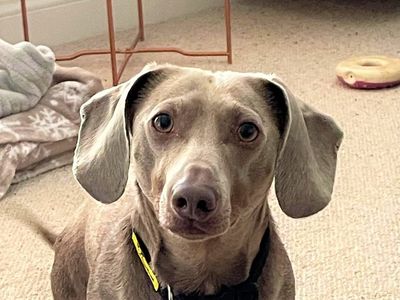 Hank | Dachshund (Kaninchen/Rabbit, Smooth Haired) | Bridgend (Wales) - 3