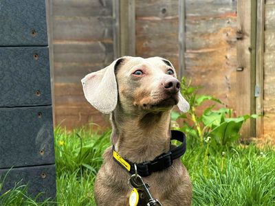 Hank | Dachshund (Kaninchen/Rabbit, Smooth Haired) | Bridgend (Wales) - 2