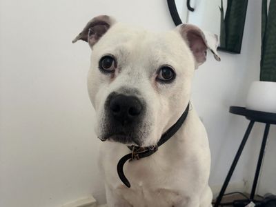 Roarie, a 10 years old male Staffordshire Bull Terrier available for adoption from Dogs Trust in Greater London