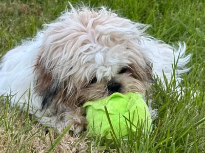 Risotto | Shih Tzu Cross | Newbury (Berkshire) - 2
