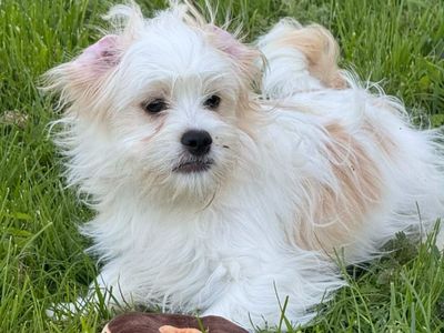 Risotto | Shih Tzu Cross | Newbury (Berkshire) - 3