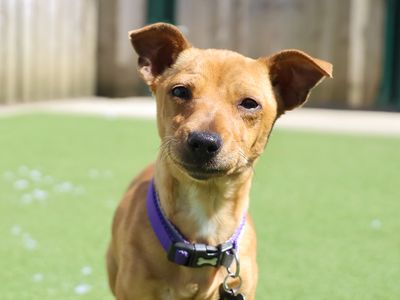 Elvis | Pinscher (Miniature) Cross | Leeds - 2