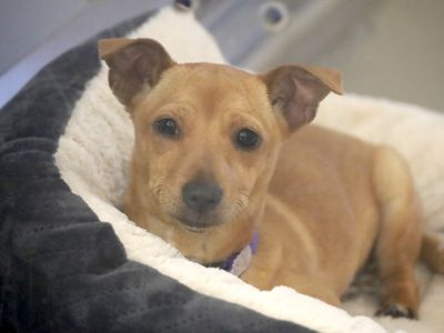 Elvis | Pinscher (Miniature) Cross | Leeds - 3