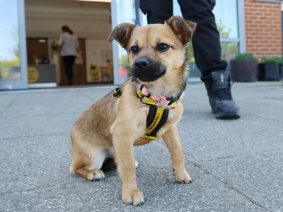 Presley | Pinscher (Miniature) Cross | Leeds - 2