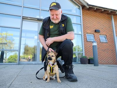 Presley | Pinscher (Miniature) Cross | Leeds - 3