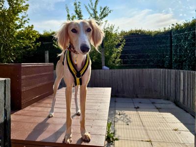 Mocha | Saluki | Salisbury (Wiltshire) - 2