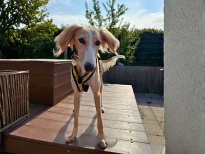 Mocha | Saluki | Salisbury (Wiltshire) - 3