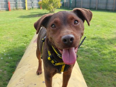Roo | Terrier (Patterdale) Cross | Harefield West London - 3