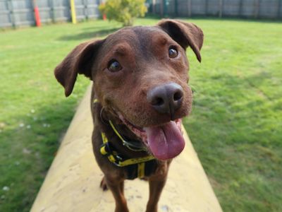 Roo | Terrier (Patterdale) Cross | Harefield West London - 2