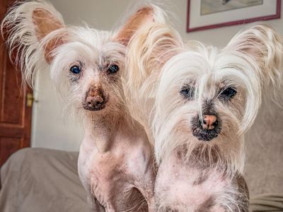 Lola Crested, a 11 years old female Chinese Crested available for adoption from Dogs Trust in Greater London