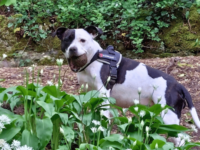 Echo | Terrier (Staffordshire Bull) | Dundee - 5