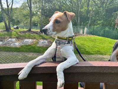 Dexter | Terrier (Jack Russell) | Merseyside (Liverpool) - 3