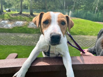 Dexter | Terrier (Jack Russell) | Merseyside (Liverpool) - 2