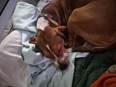 Maisy | Terrier (Staffordshire Bull) | Salisbury (Wiltshire) - 3