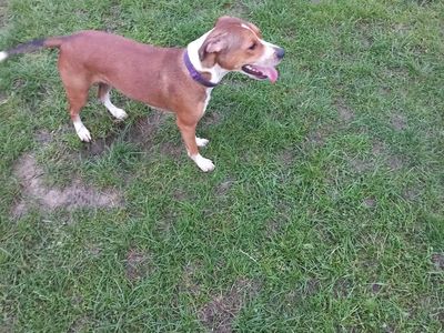 Maisy | Terrier (Staffordshire Bull) | Salisbury (Wiltshire) - 2