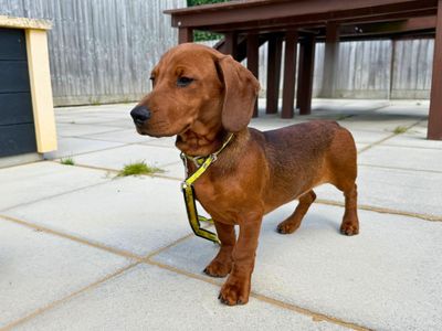Luke | Dachshund (Smooth Haired) | Salisbury (Wiltshire) - 5