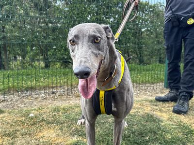 Libby | Greyhound | Basildon (Essex) - 3