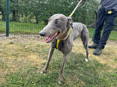 Libby | Greyhound | Basildon (Essex) - 5