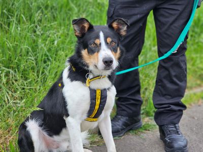 Dale | Collie (Border) | Evesham (Worcestershire) - 3