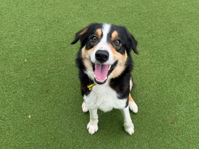 Uber | Collie (Border) | Canterbury - 3