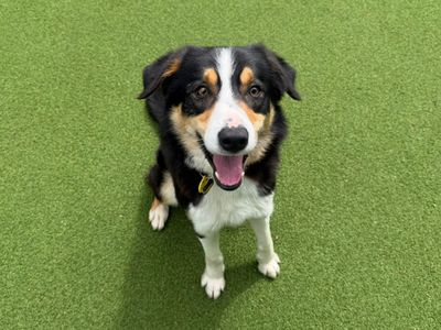 Uber | Collie (Border) | Canterbury - 1