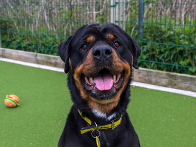 Adopt a Rottweiler Rescue Dog | Damson | Dogs Trust