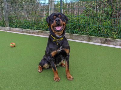 Damson | Rottweiler | Darlington - 3