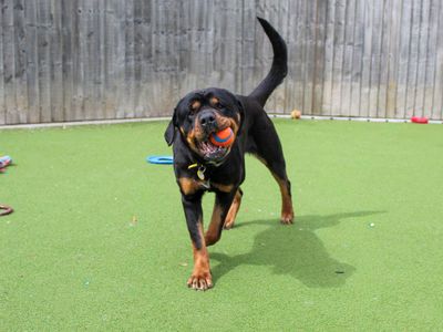 Damson | Rottweiler | Darlington - 1