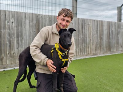 Isla | Greyhound | Evesham (Worcestershire) - 3