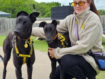 Isla | Greyhound | Evesham (Worcestershire) - 2