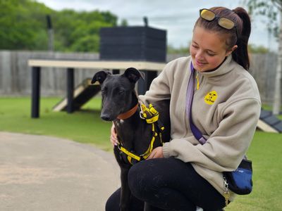 Alice | Greyhound | Evesham (Worcestershire) - 2