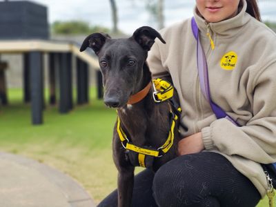 Alice | Greyhound | Evesham (Worcestershire) - 3