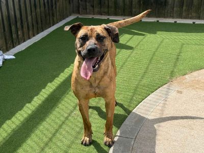 Luna | Crossbreed | Cardiff - 5