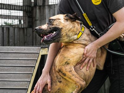Luna | Crossbreed | Cardiff - 3