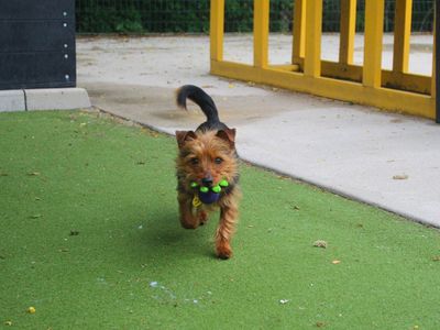 Beetroot | Terrier (Yorkshire) | Manchester - 1