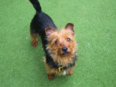 Beetroot | Terrier (Yorkshire) | Manchester - 3