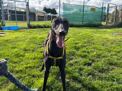 Lulu Longlegs | Lurcher | West Calder (Edinburgh) - 3